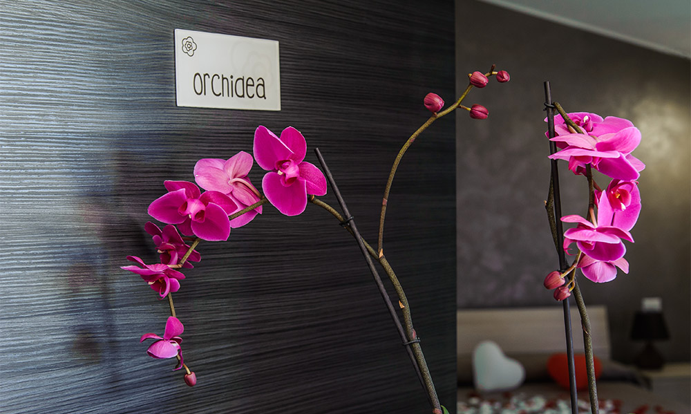 orchidea-